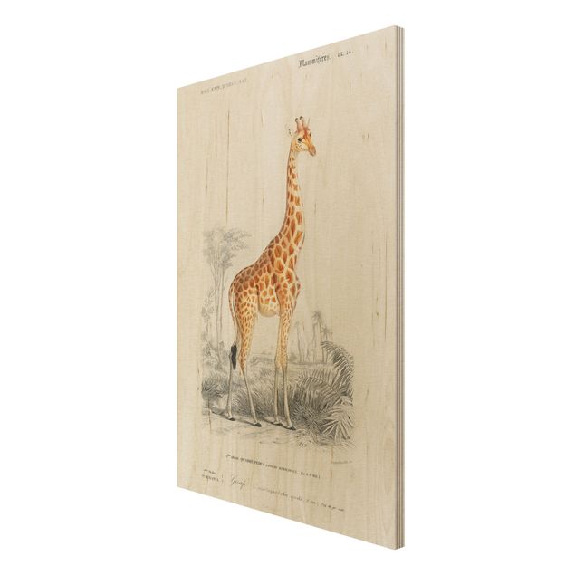 Wandbilder Vintage Lehrtafel Giraffe