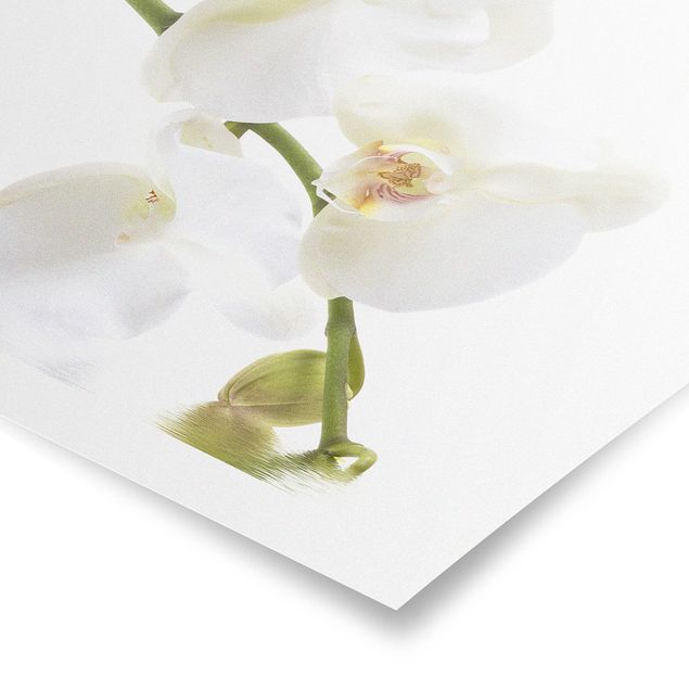 Wandbilder Floral White Orchid Waters