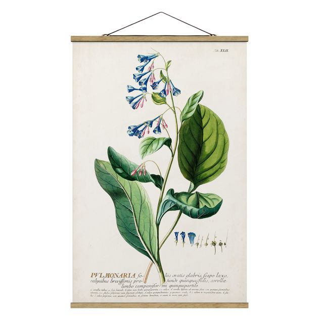 Wandbilder Blumen Vintage Botanik Illustration Lungenkraut