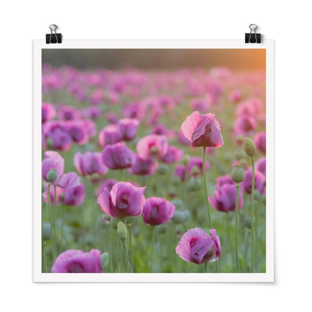 Blumen Poster Violette Schlafmohn Blumenwiese im Frühling