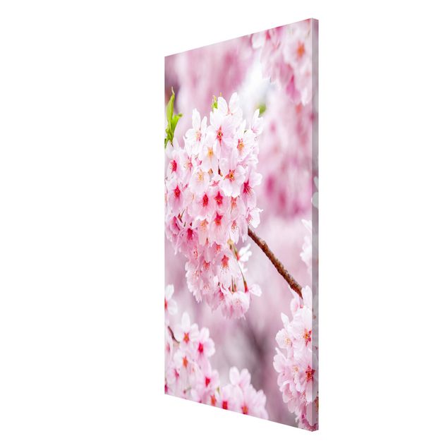 Magnettafel Blume Japanische Kirschblüten