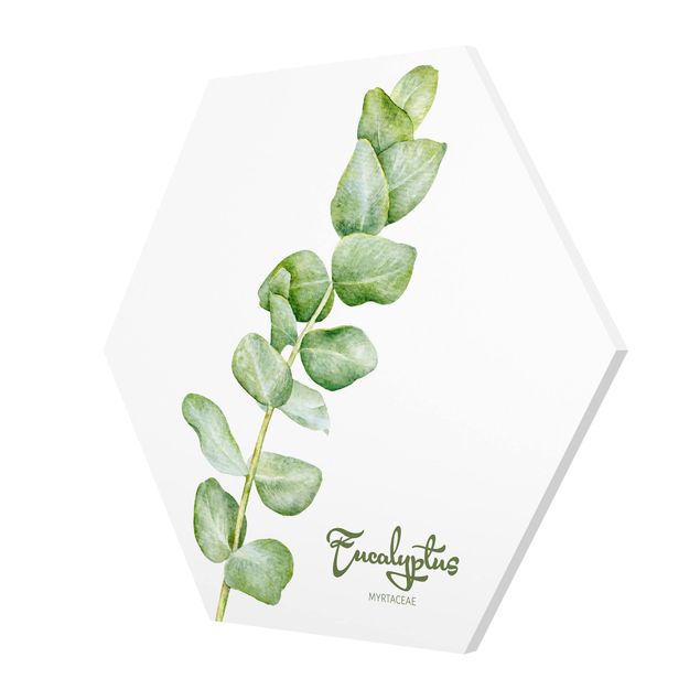 schöne Bilder Aquarell Botanik Eukalyptus