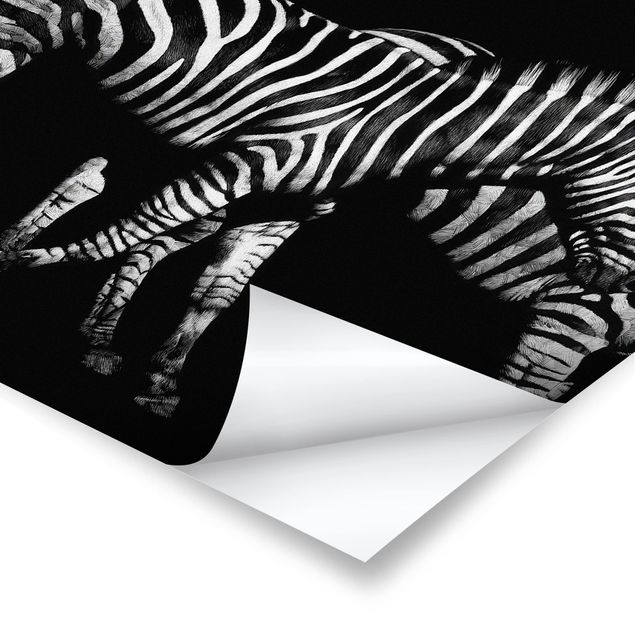 Wandbilder Schwarz-Weiß Zebra vor Schwarz
