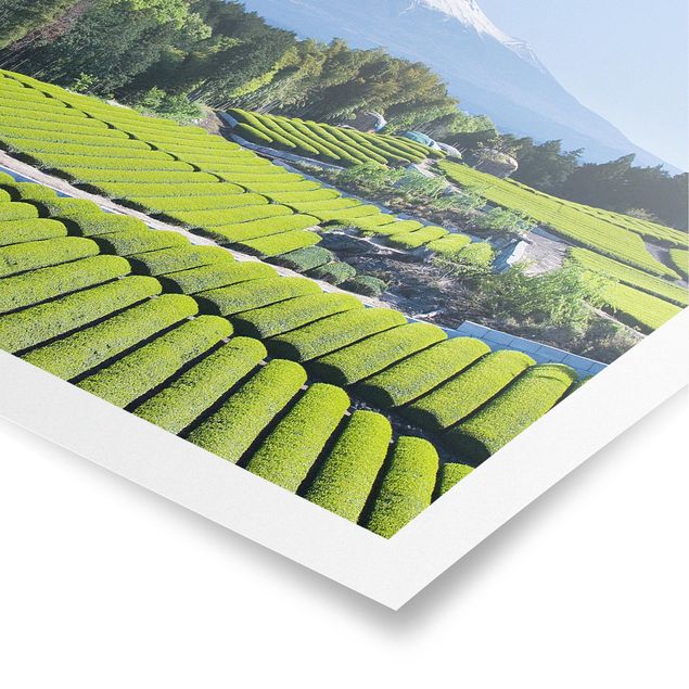 Poster Natur Teefelder vor dem Fuji