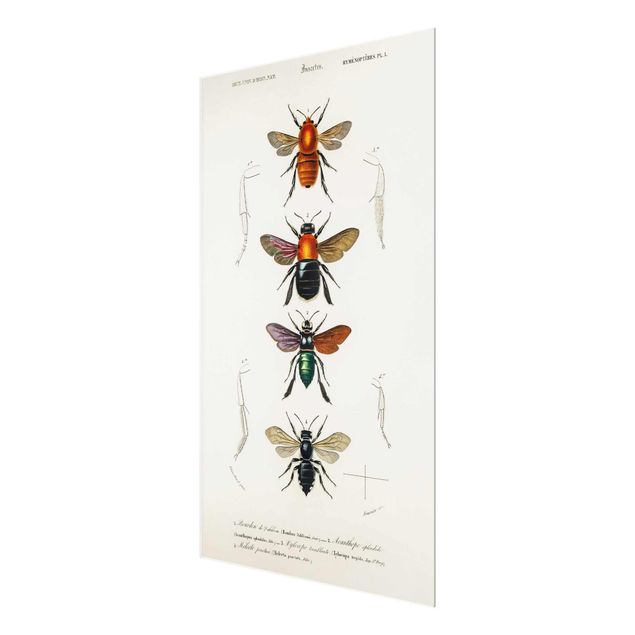 Wandbilder Vintage Lehrtafel Insekten