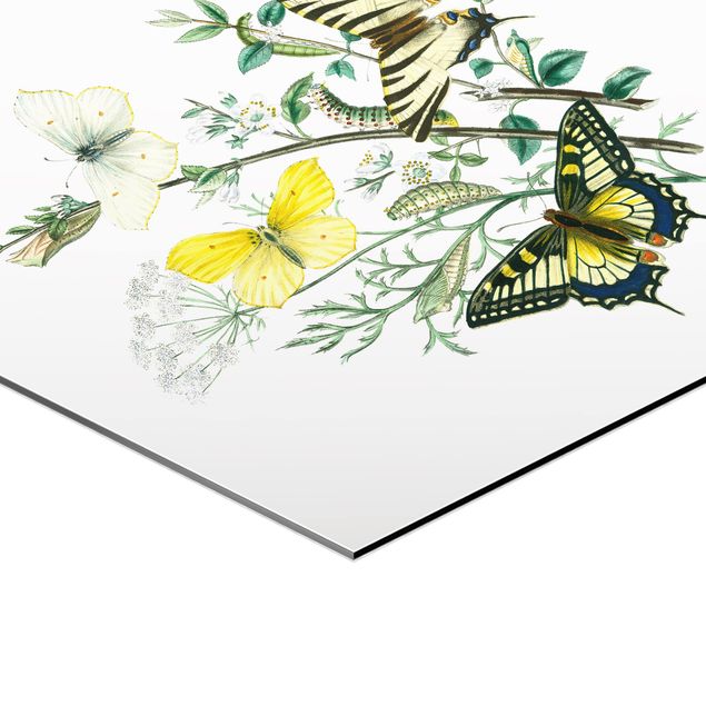 Hexagon Bilder Britische Schmetterlinge III