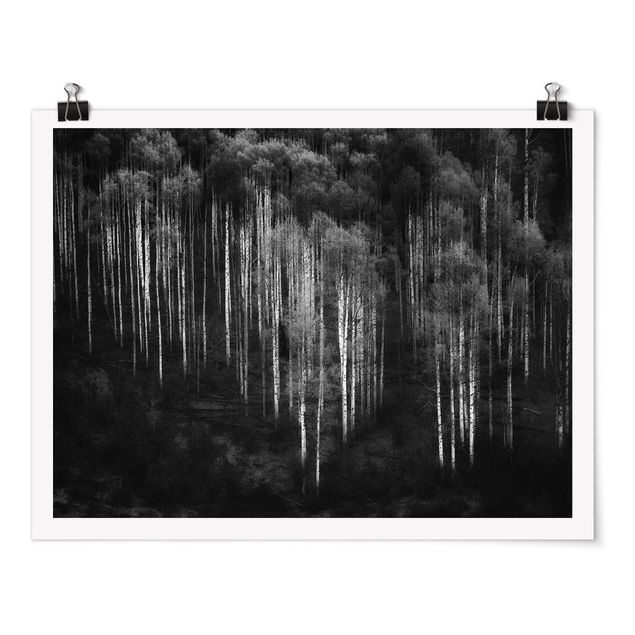 Poster schwarz-weiß Birkenwald in Aspen