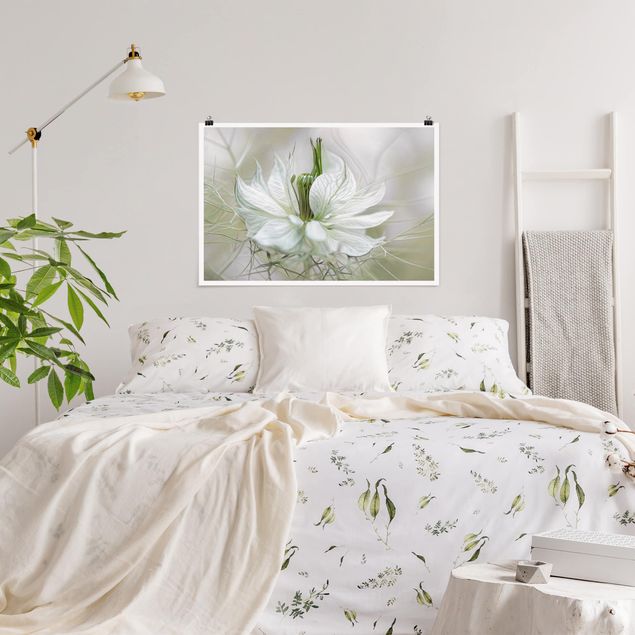 Blumen Poster Weiße Nigella