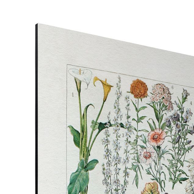 Wandbilder Bunt Vintage Lehrtafel Blumen I