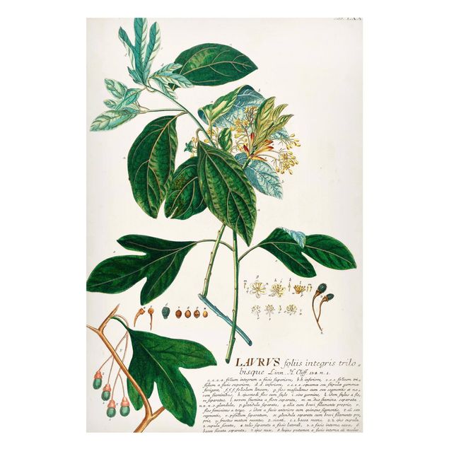 Magnettafel Blume Vintage Botanik Illustration Lorbeer
