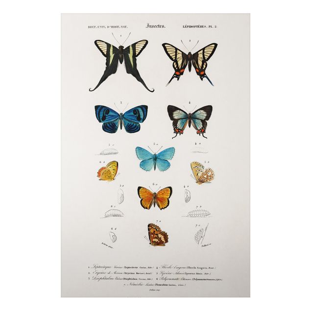 Wandbilder Schmetterlinge Vintage Lehrtafel Schmetterlinge I