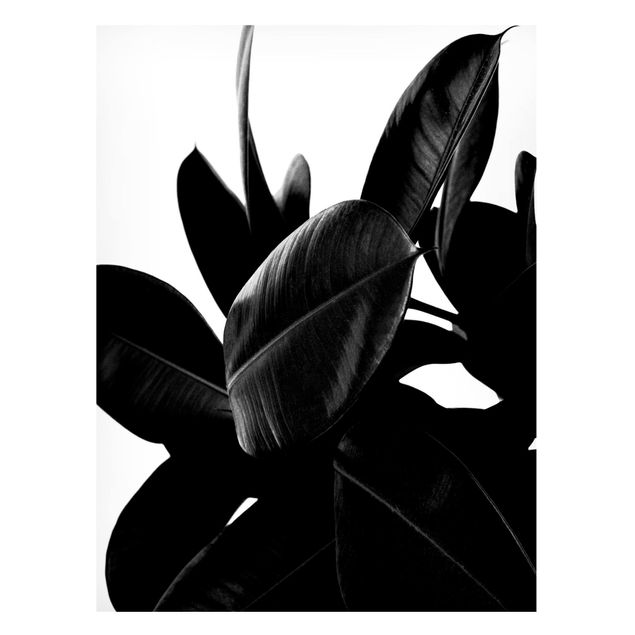 Magnettafel Blume Gummibaum Blätter Schwarz Weiß
