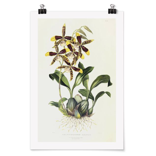 Poster Kunstdruck Maxim Gauci - Orchidee II
