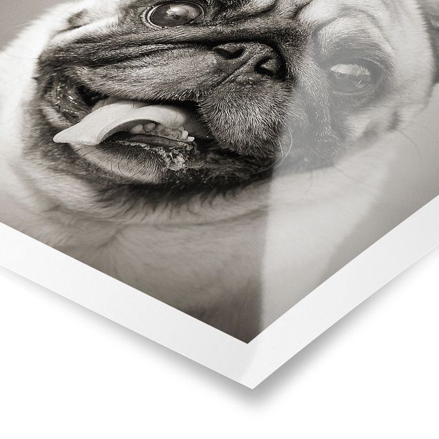 Poster Tiere Lustiger Mops