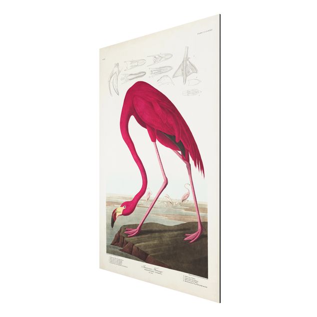 Wandbilder Blumen Vintage Lehrtafel Amerikanischer Flamingo