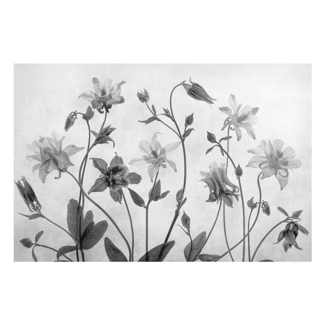 Magnettafeln Blumen Wald Akelei Schwarz-Weiß