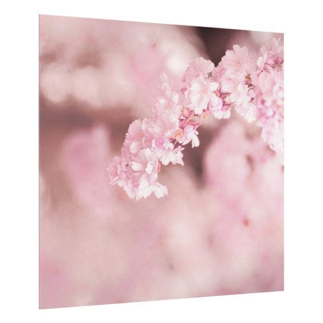 Glasrückwand Küche Kirschblüte im Violetten Licht