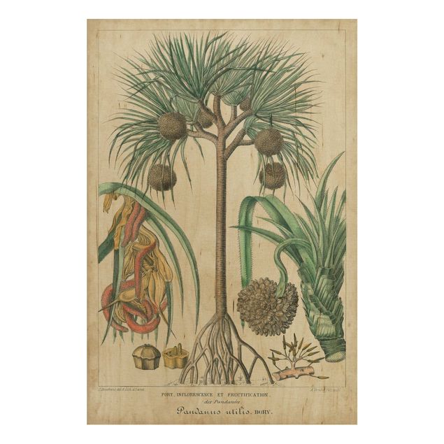 Holzbilder Blumen Vintage Lehrtafel Exotische palmen I