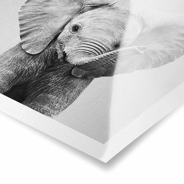 Wandbilder Schwarz-Weiß Baby Elefant Elsa Schwarz Weiß