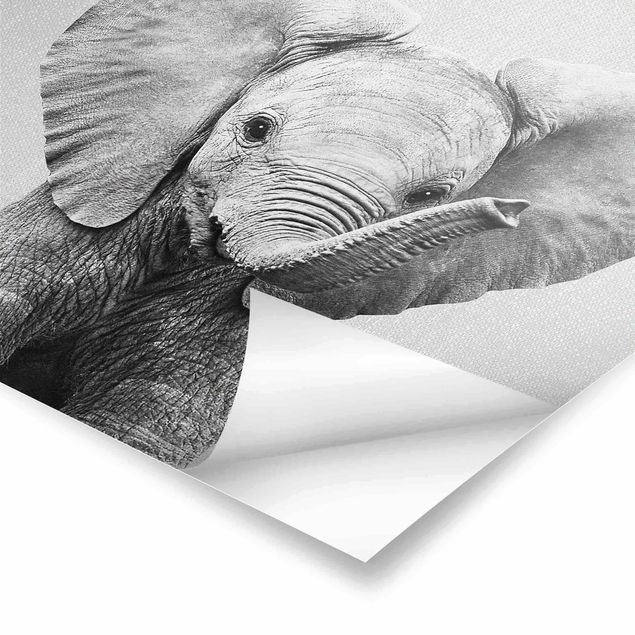 Gal Design Bilder Baby Elefant Elsa Schwarz Weiß