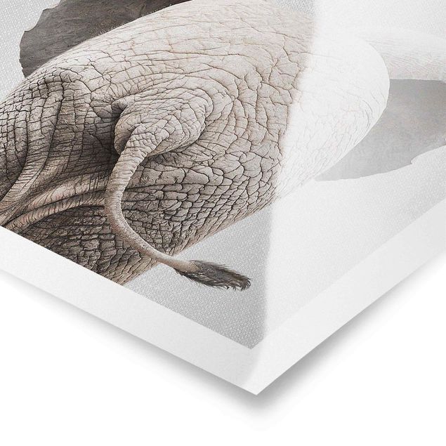 Wandbilder Schwarz-Weiß Baby Elefant von hinten