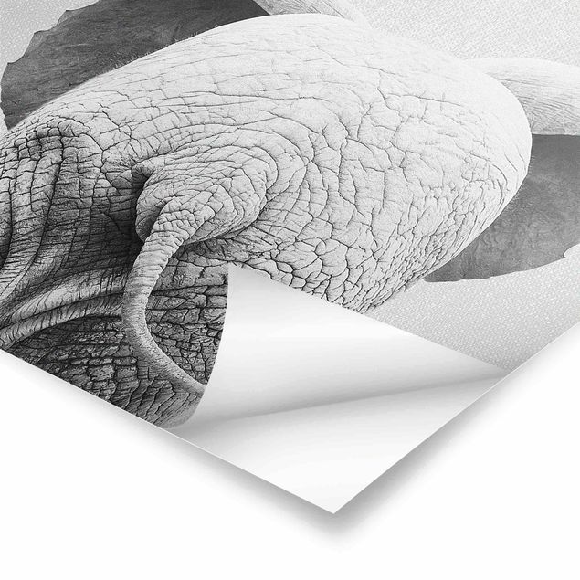 Gal Design Kunstdrucke Baby Elefant von hinten Schwarz Weiß
