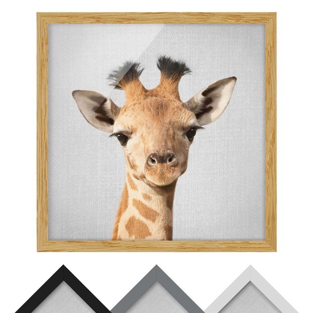 Wandbilder Schwarz-Weiß Baby Giraffe Gandalf