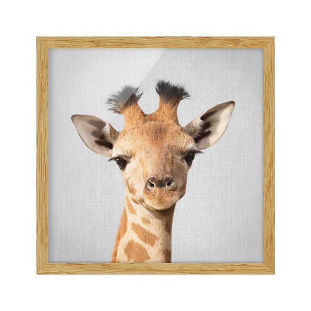 Tierbilder mit Rahmen Baby Giraffe Gandalf