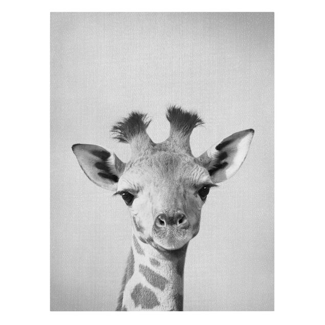 Tierbilder Leinwand Baby Giraffe Gandalf Schwarz Weiß