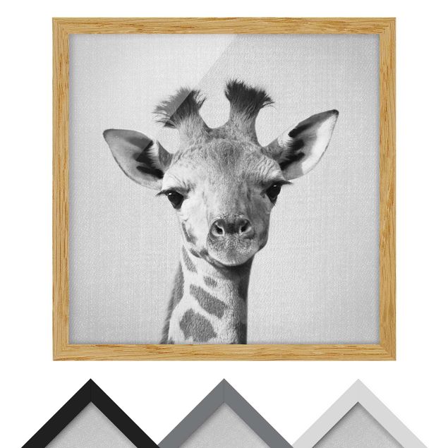 Wandbilder Schwarz-Weiß Baby Giraffe Gandalf Schwarz Weiß