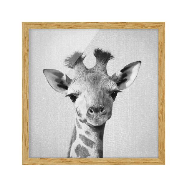 Gerahmte Bilder Tiere Baby Giraffe Gandalf Schwarz Weiß