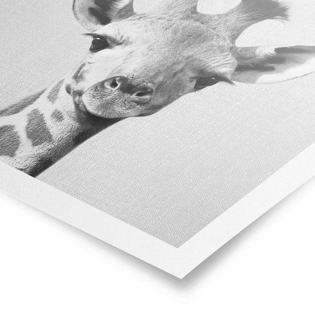 Wandbilder Modern Baby Giraffe Gandalf Schwarz Weiß