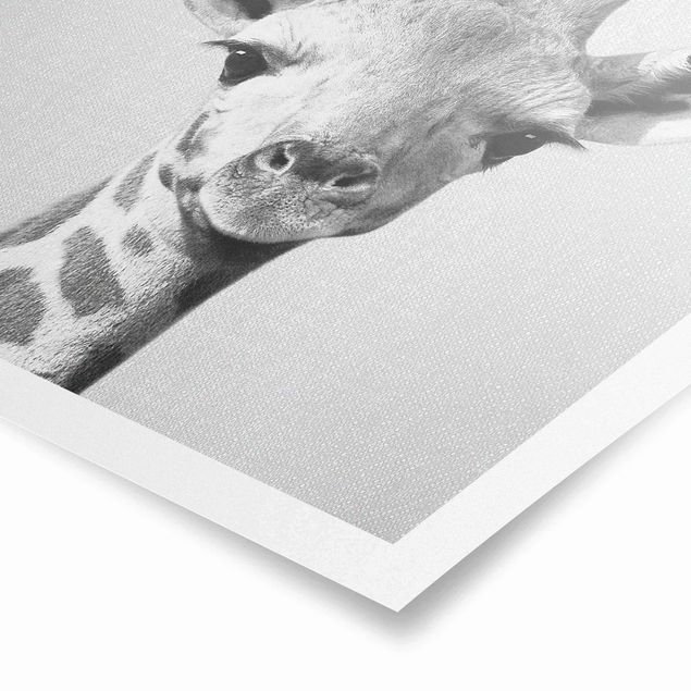 Wandbilder Modern Baby Giraffe Gandalf Schwarz Weiß