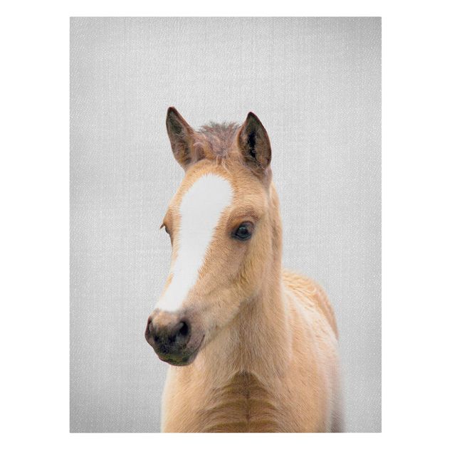 Tierbilder Leinwand Baby Pferd Philipp