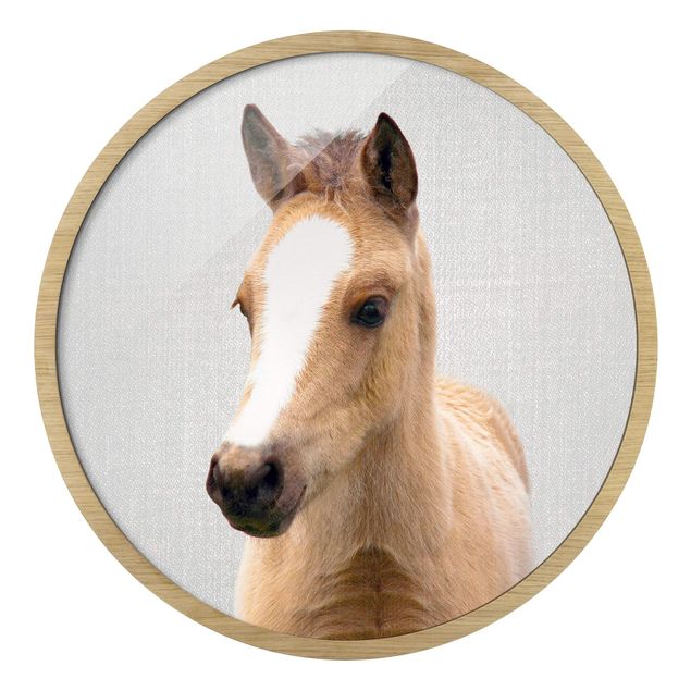 Tierbilder mit Rahmen Baby Pferd Philipp
