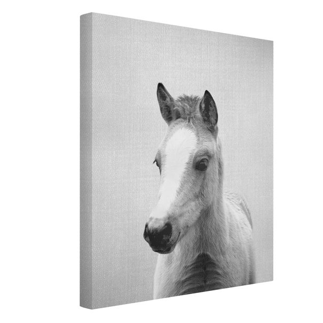 Leinwand schwarz-weiß Baby Pferd Philipp Schwarz Weiß