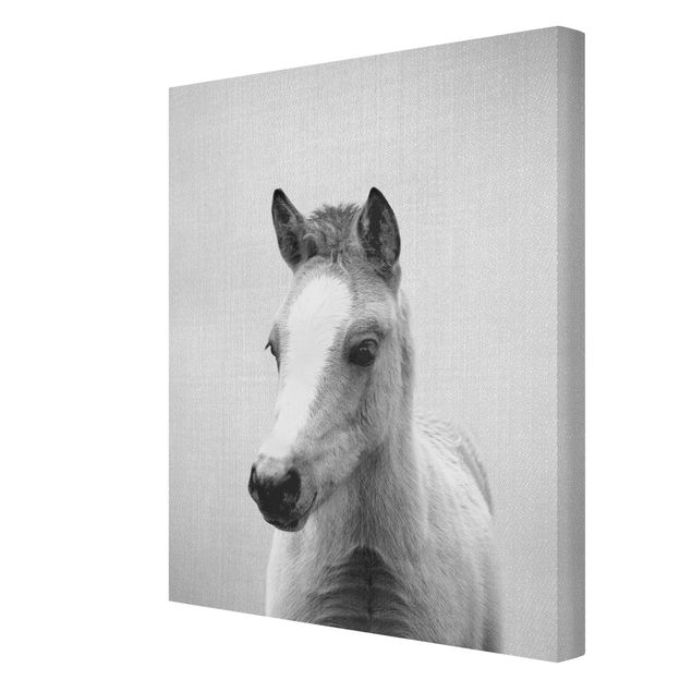 Wandbilder Modern Baby Pferd Philipp Schwarz Weiß