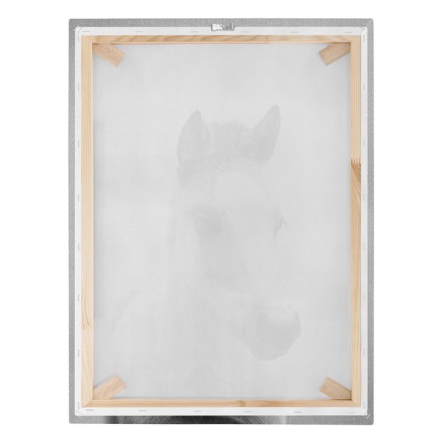 Wandbilder Schwarz-Weiß Baby Pferd Philipp Schwarz Weiß