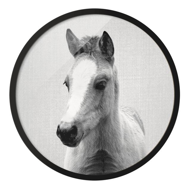 Gerahmte Bilder Tiere Baby Pferd Philipp Schwarz Weiß