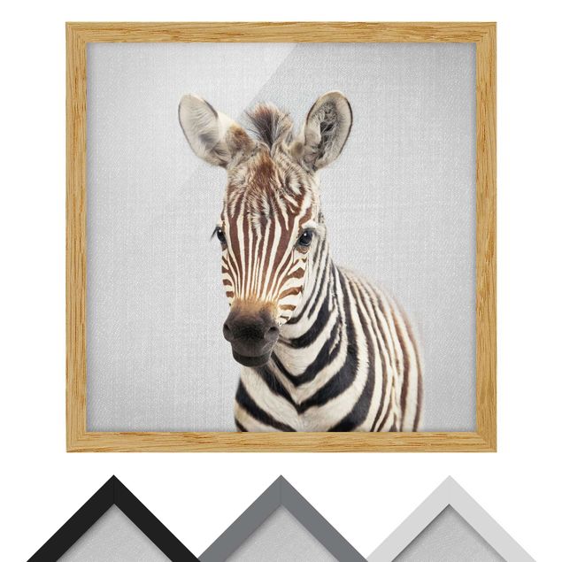 Wandbilder Schwarz-Weiß Baby Zebra Zoey