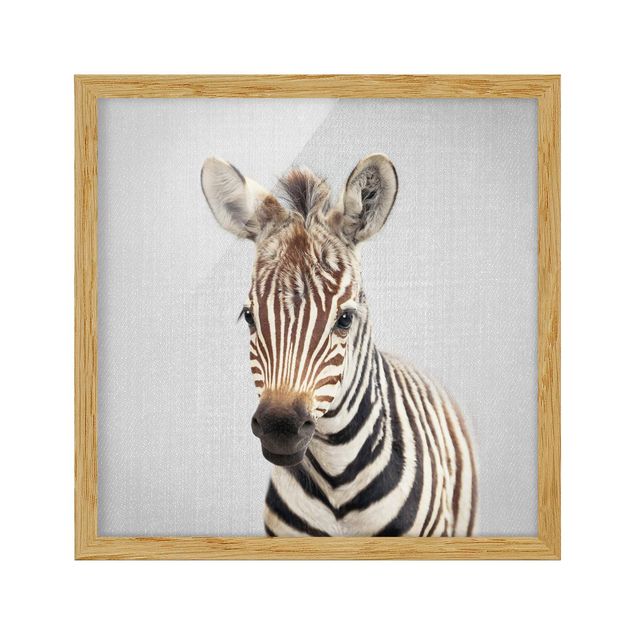 Tierbilder mit Rahmen Baby Zebra Zoey