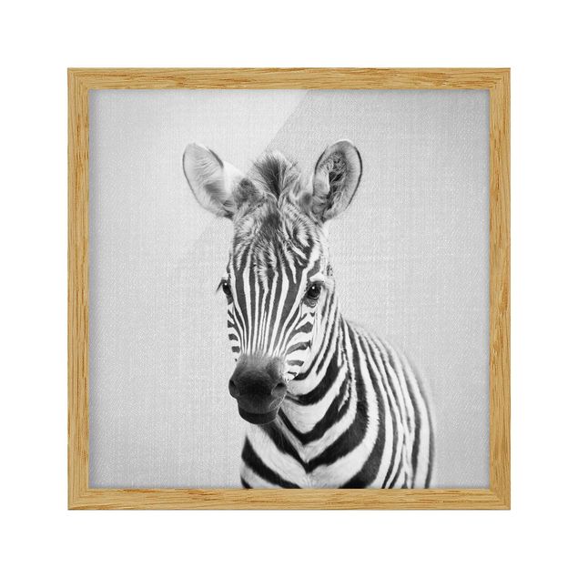 Tierbilder mit Rahmen Baby Zebra Zoey Schwarz Weiß