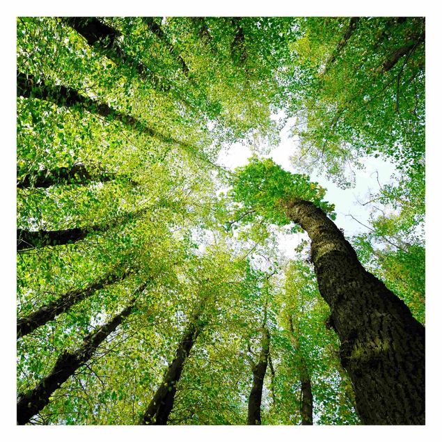 Fototapeten Grün Bäume des Lebens