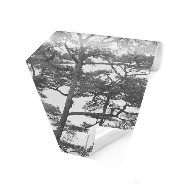 Foto Tapete Baumkronen im Nebel Schwarz Weiß