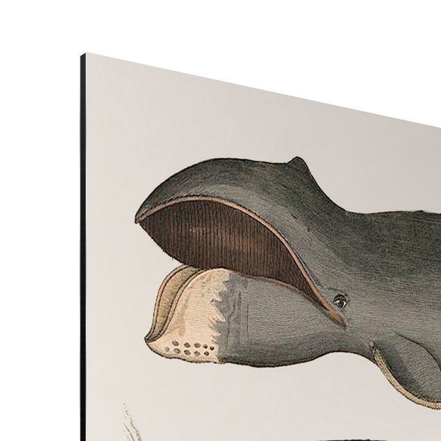 Wandbilder Tiere Fünf Vintage Wale