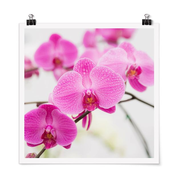 Poster Blumen Nahaufnahme Orchidee