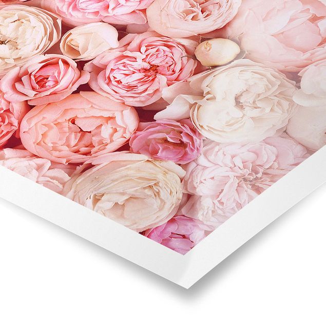 Poster kaufen Rosen Rosé Koralle Shabby
