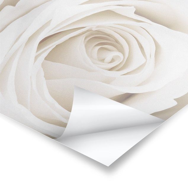 Poster kaufen Pretty White Rose