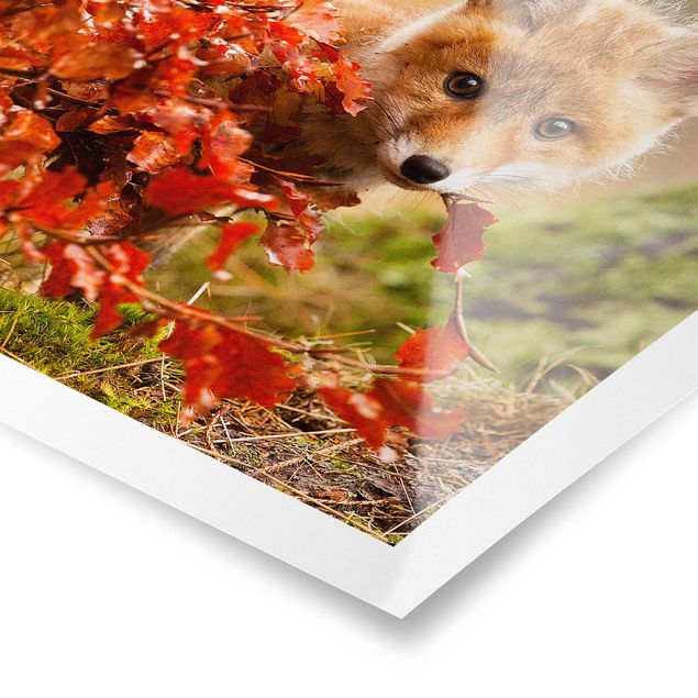 Wandbilder Floral Fuchs im Herbst