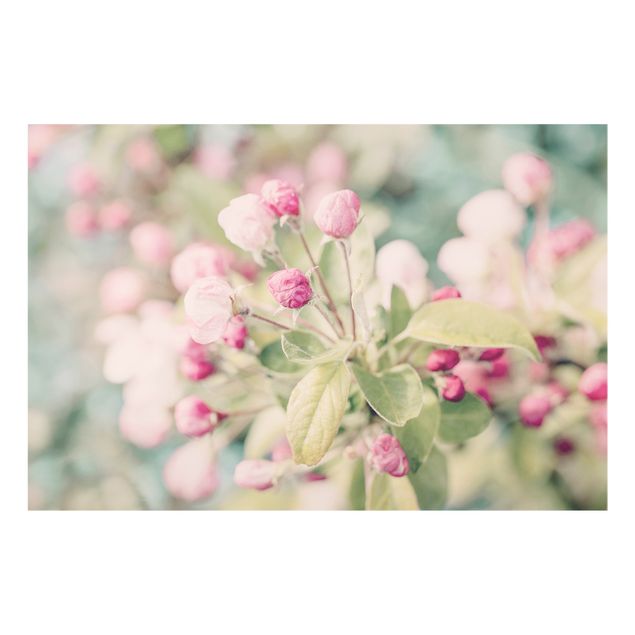 Bilder Andrea Haase Apfelblüte Bokeh rosa